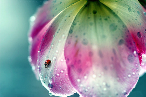 springrain,flower,insect,rain,beauty,closeup-aa84fc32b5c2b4fbd11a591cbee9bdbc_h
